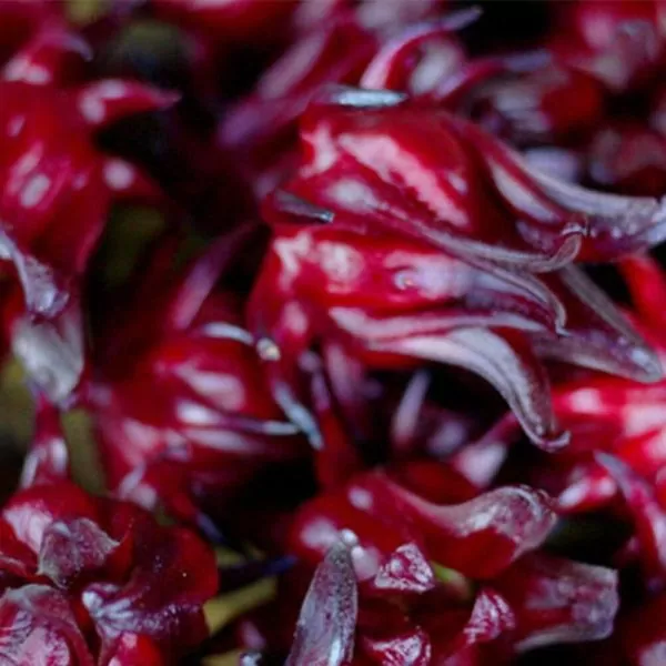 Hibiscus sabdariffa / Sabdariffa rubra / Abelmoschus cruentus - Roselle, Jamaican Sorrel, Florida Cranberry, Indian Roselle, Red Sorrel - Image 16