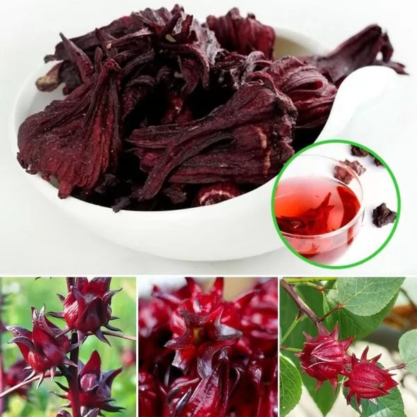 Hibiscus sabdariffa / Sabdariffa rubra / Abelmoschus cruentus - Roselle, Jamaican Sorrel, Florida Cranberry, Indian Roselle, Red Sorrel - Image 21
