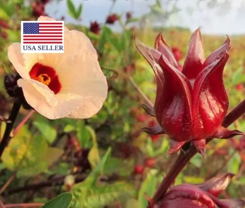 Hibiscus sabdariffa / Sabdariffa rubra / Abelmoschus cruentus - Roselle, Jamaican Sorrel, Florida Cranberry, Indian Roselle, Red Sorrel - Image 24