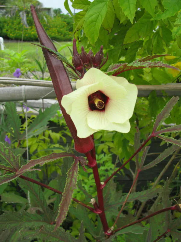Abelmoschus esculentus 'Red Burgundy' / Hibiscus esculentus - Ladies Fingers, Ochro, Okra, Okro, Red Burgundy, Red Fruit, Quiabo - Image 2