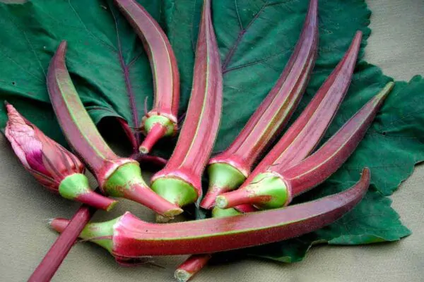 Abelmoschus esculentus 'Red Burgundy' / Hibiscus esculentus - Ladies Fingers, Ochro, Okra, Okro, Red Burgundy, Red Fruit, Quiabo - Image 8