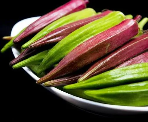 Abelmoschus esculentus 'Red Burgundy' / Hibiscus esculentus - Ladies Fingers, Ochro, Okra, Okro, Red Burgundy, Red Fruit, Quiabo - Image 9
