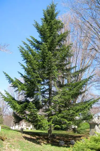 Abies alba - European Silver Fir