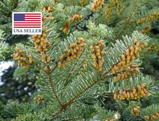 Abies alba - European Silver Fir - Image 4