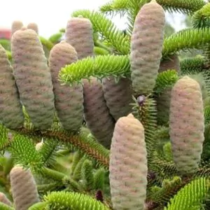 Abies cephalonica - Grecian Fir