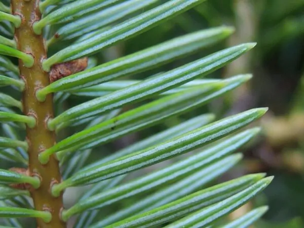 Abies cephalonica - Grecian Fir - Image 2