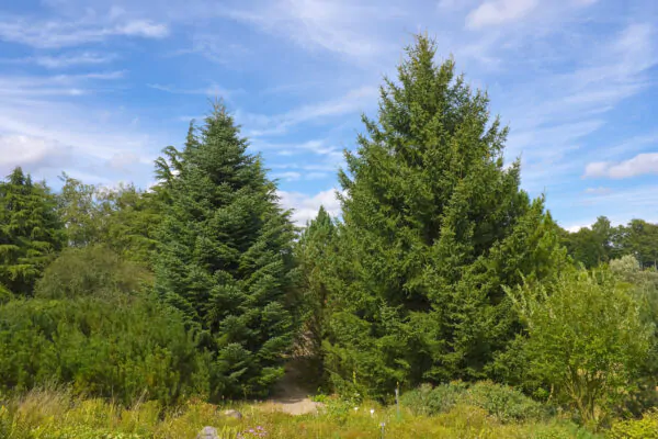 Abies cephalonica - Grecian Fir - Image 3