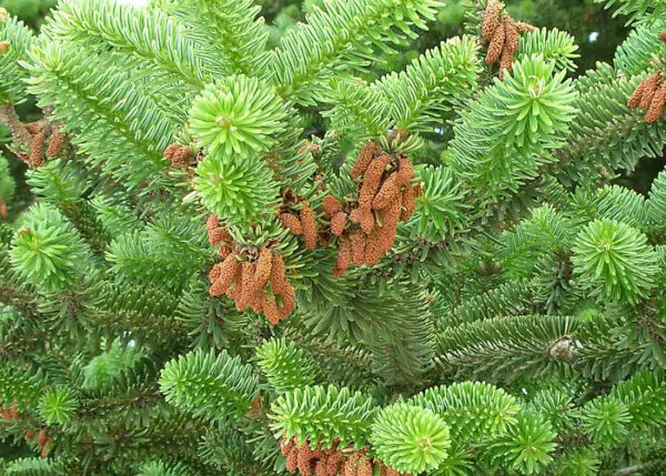 Abies cephalonica - Grecian Fir - Image 4