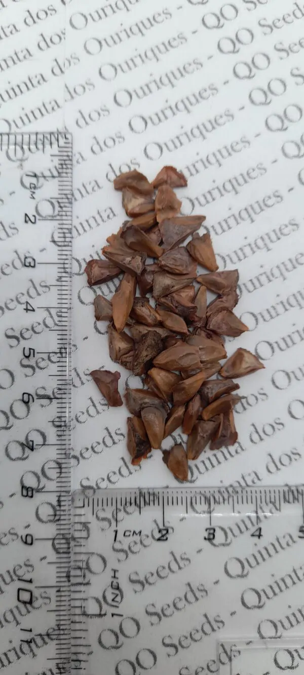 Abies cephalonica - Grecian Fir - Image 5