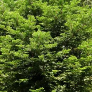 Abies grandis - Picea Grandis, Pinus Grandis, Giant Fir, Great Fir, White Fir of Plain, Inland