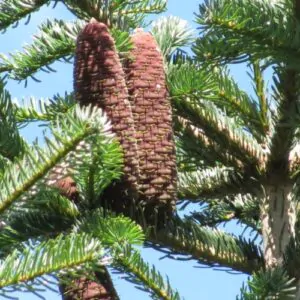 Abies nordmanniana subsp. nordmanniana - Caucasian Fir