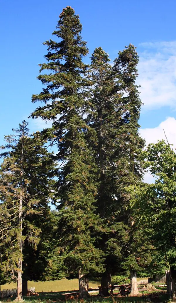 Abies nordmanniana subsp. nordmanniana - Caucasian Fir - Image 2