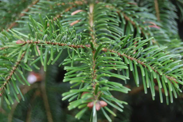 Abies nordmanniana subsp. nordmanniana - Caucasian Fir - Image 5