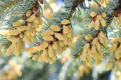 Abies nordmanniana subsp. nordmanniana - Caucasian Fir - Image 7