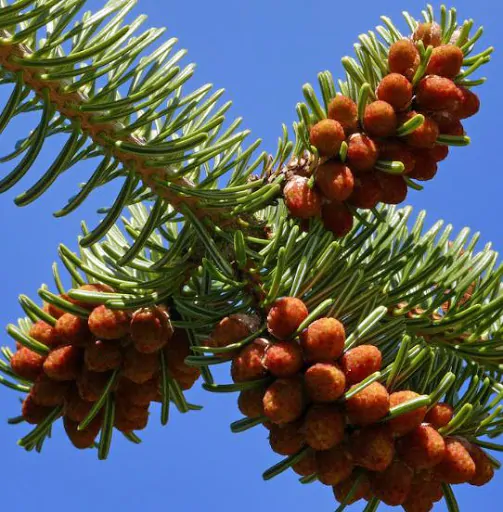 Abies nordmanniana subsp. nordmanniana - Caucasian Fir - Image 8