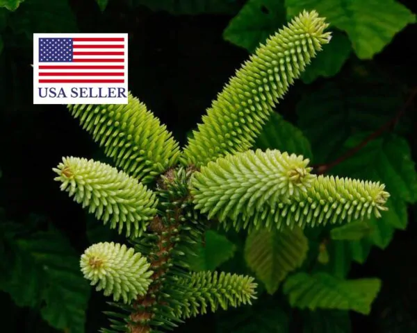 Abies pinsapo - Spanish Fir - Image 2