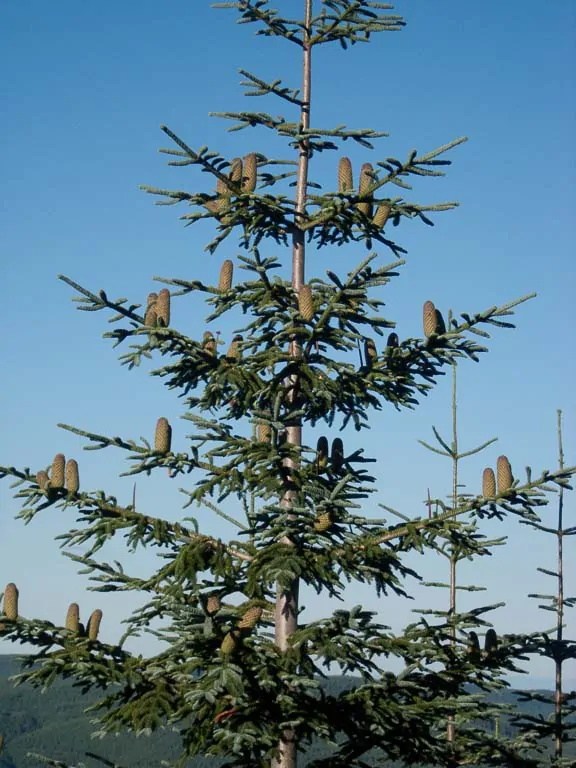 Abies procera - Noble Fir, Red Fir