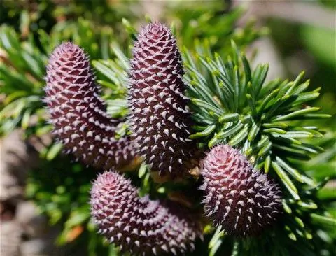 Abies procera - Noble Fir, Red Fir - Image 2
