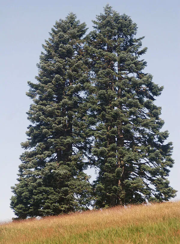 Abies procera - Noble Fir, Red Fir - Image 6