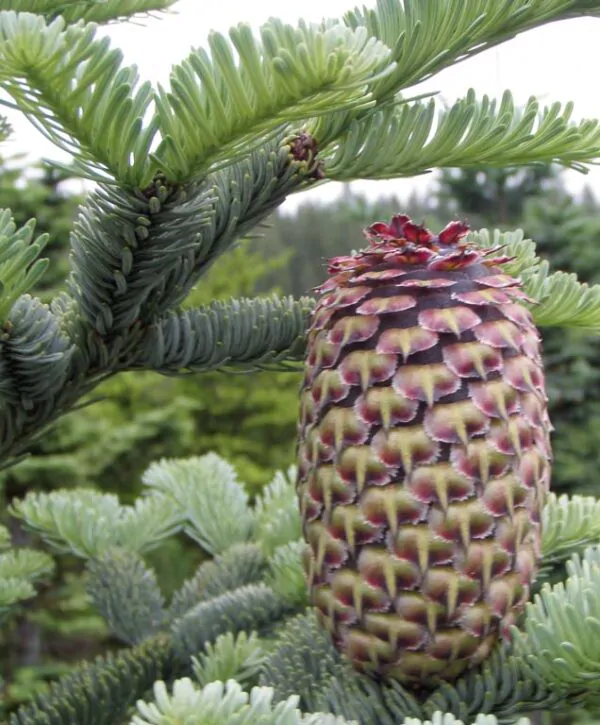 Abies procera - Noble Fir, Red Fir - Image 7