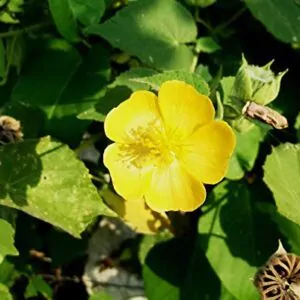 Abutilon indicum - Indian abutilon, Indian mallow