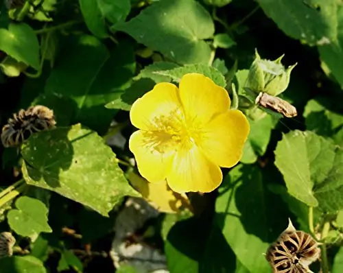 Abutilon indicum - Indian abutilon, Indian mallow