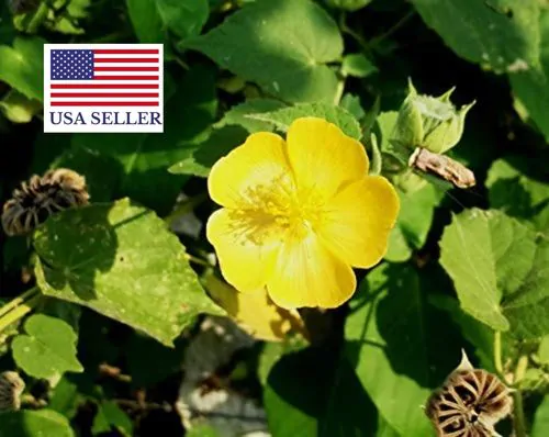 Abutilon indicum - Indian abutilon, Indian mallow - Image 10