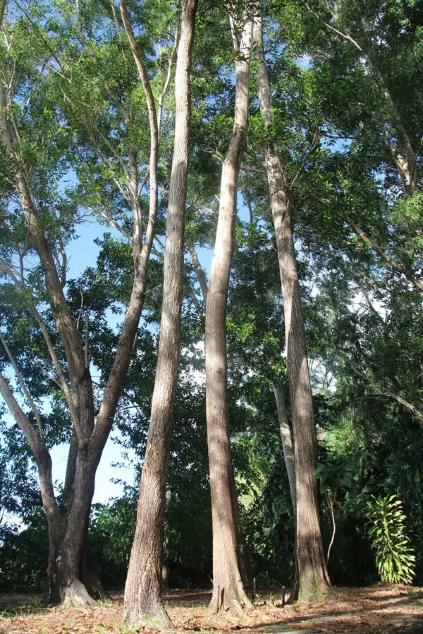 Acacia auriculiformis - Earleaf Acacia - Image 4