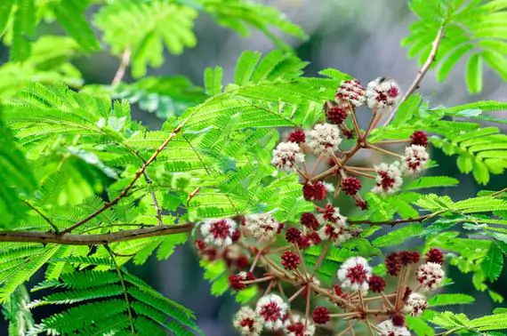 Acacia concinna - Shikakai, Hair Fruit - Image 3