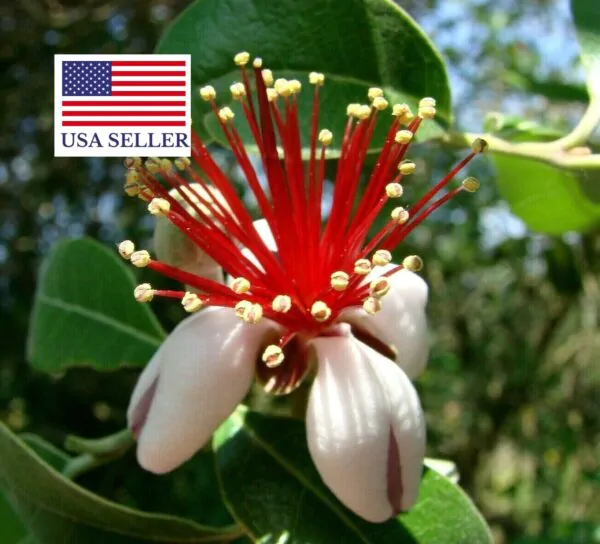 Acca sellowiana - Feijoa, Pineapple Guava, Guavasteen, Goyavier du Brésil - Image 6