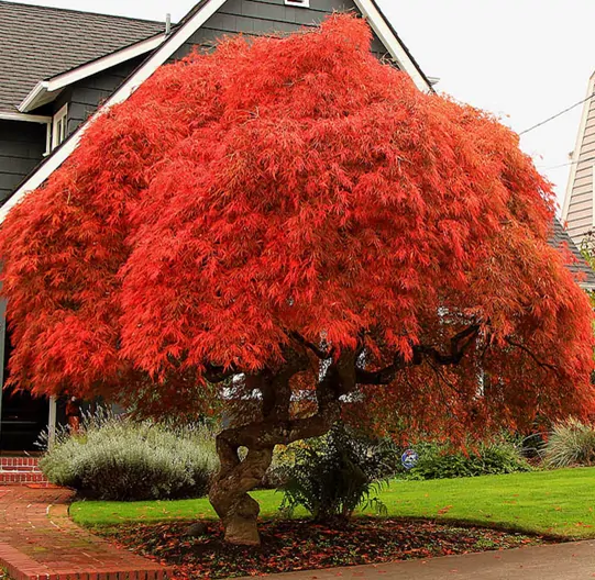 Acer palmatum  - Atropurpureum, Bloodgood, Maple leaf lace, maple cascade