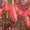 Acer tataricum subsp. ginnala - Amur maple, Amur Flame Acer - Image 2