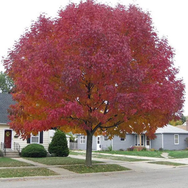 Acer tataricum subsp. ginnala - Amur maple, Amur Flame Acer - Image 3