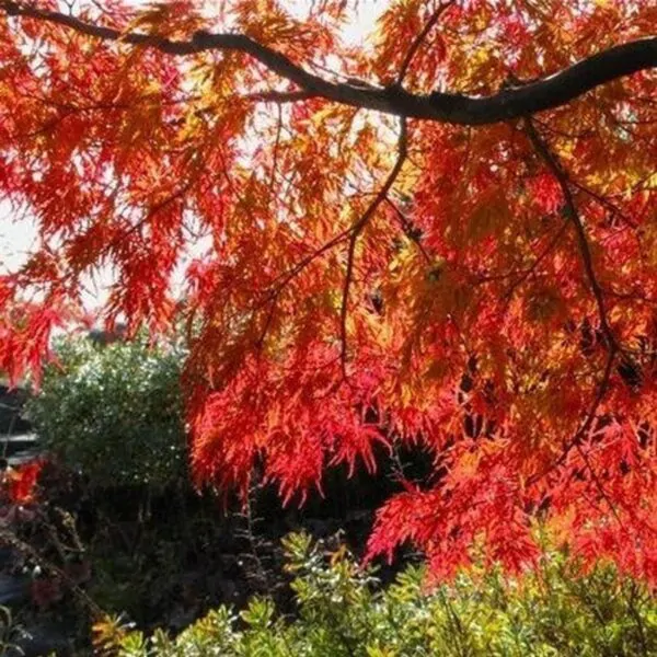 Acer tataricum subsp. ginnala - Amur maple, Amur Flame Acer - Image 5
