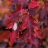Acer tataricum subsp. ginnala - Amur maple, Amur Flame Acer - Image 6