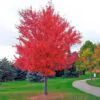 Acer tataricum subsp. ginnala - Amur maple, Amur Flame Acer - Image 7