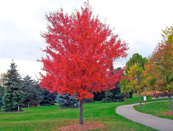 Acer tataricum subsp. ginnala - Amur maple, Amur Flame Acer - Image 7