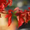 Acer tataricum subsp. ginnala - Amur maple, Amur Flame Acer - Image 8