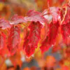Acer tataricum subsp. ginnala - Amur maple, Amur Flame Acer - Image 9