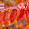Acer tataricum subsp. ginnala - Amur maple, Amur Flame Acer - Image 10