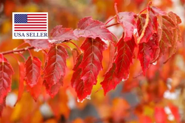 Acer tataricum subsp. ginnala - Amur maple, Amur Flame Acer - Image 10