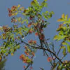 Acrocarpus fraxinifolius - Pink Cedar Tree, Kenya Coffeeshade, Shingle Tree - Image 2