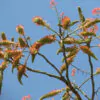 Acrocarpus fraxinifolius - Pink Cedar Tree, Kenya Coffeeshade, Shingle Tree - Image 3