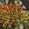 Acrocarpus fraxinifolius - Pink Cedar Tree, Kenya Coffeeshade, Shingle Tree - Image 5