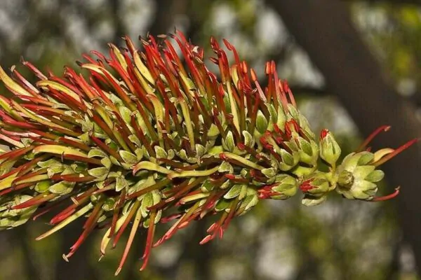 Acrocarpus fraxinifolius - Pink Cedar Tree, Kenya Coffeeshade, Shingle Tree - Image 5