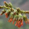 Acrocarpus fraxinifolius - Pink Cedar Tree, Kenya Coffeeshade, Shingle Tree - Image 6