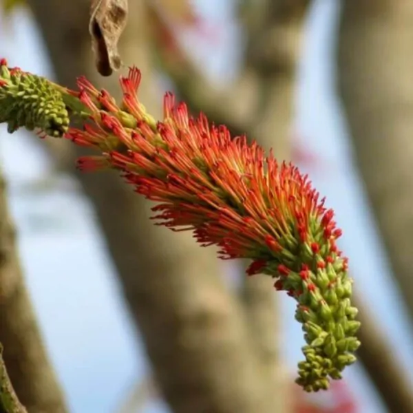 Acrocarpus fraxinifolius - Pink Cedar Tree, Kenya Coffeeshade, Shingle Tree - Image 7