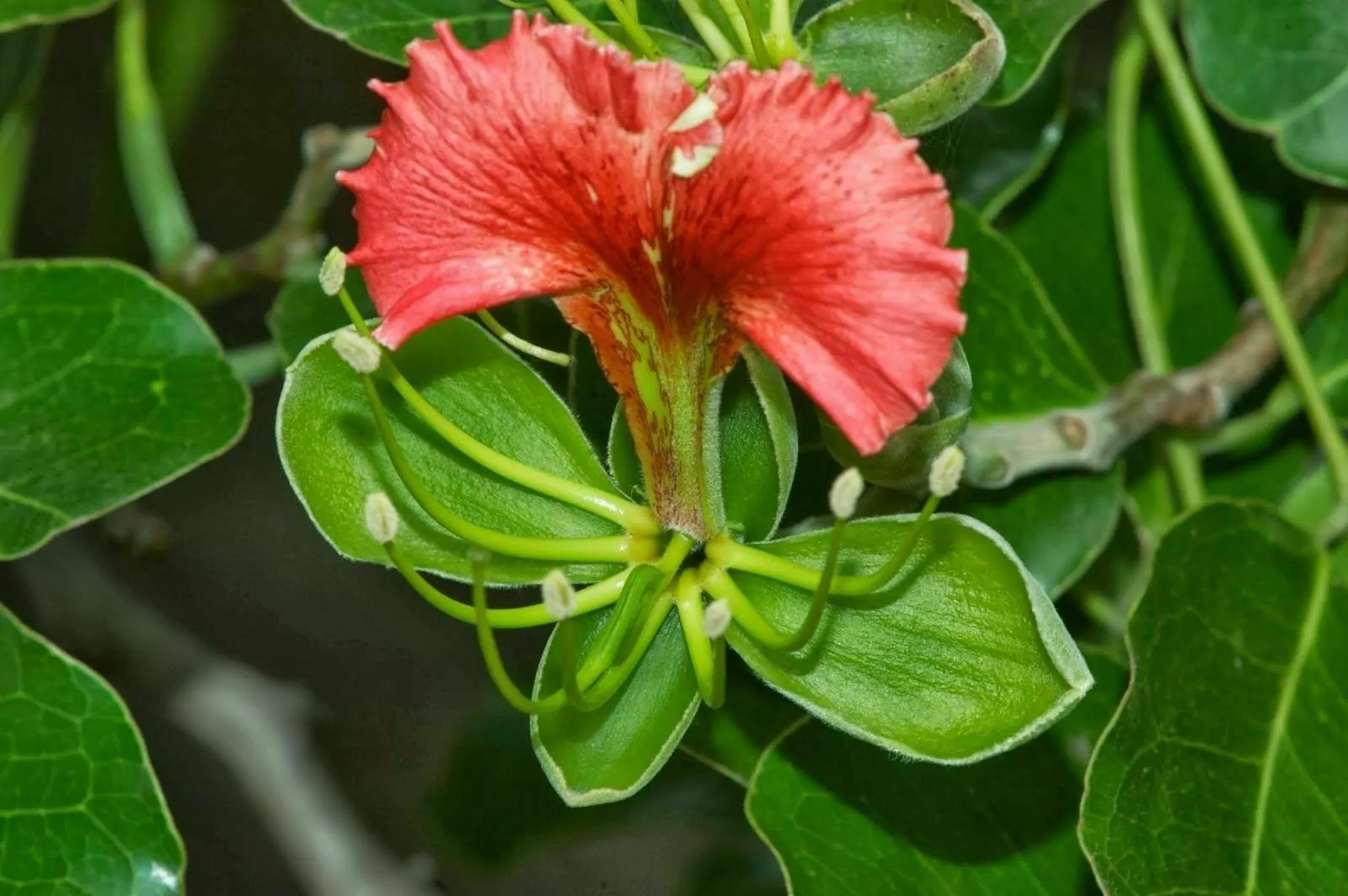 Afzelia quanzensis - Chanfuta, lone tree, lone mogno, hunting amulet - Image 2