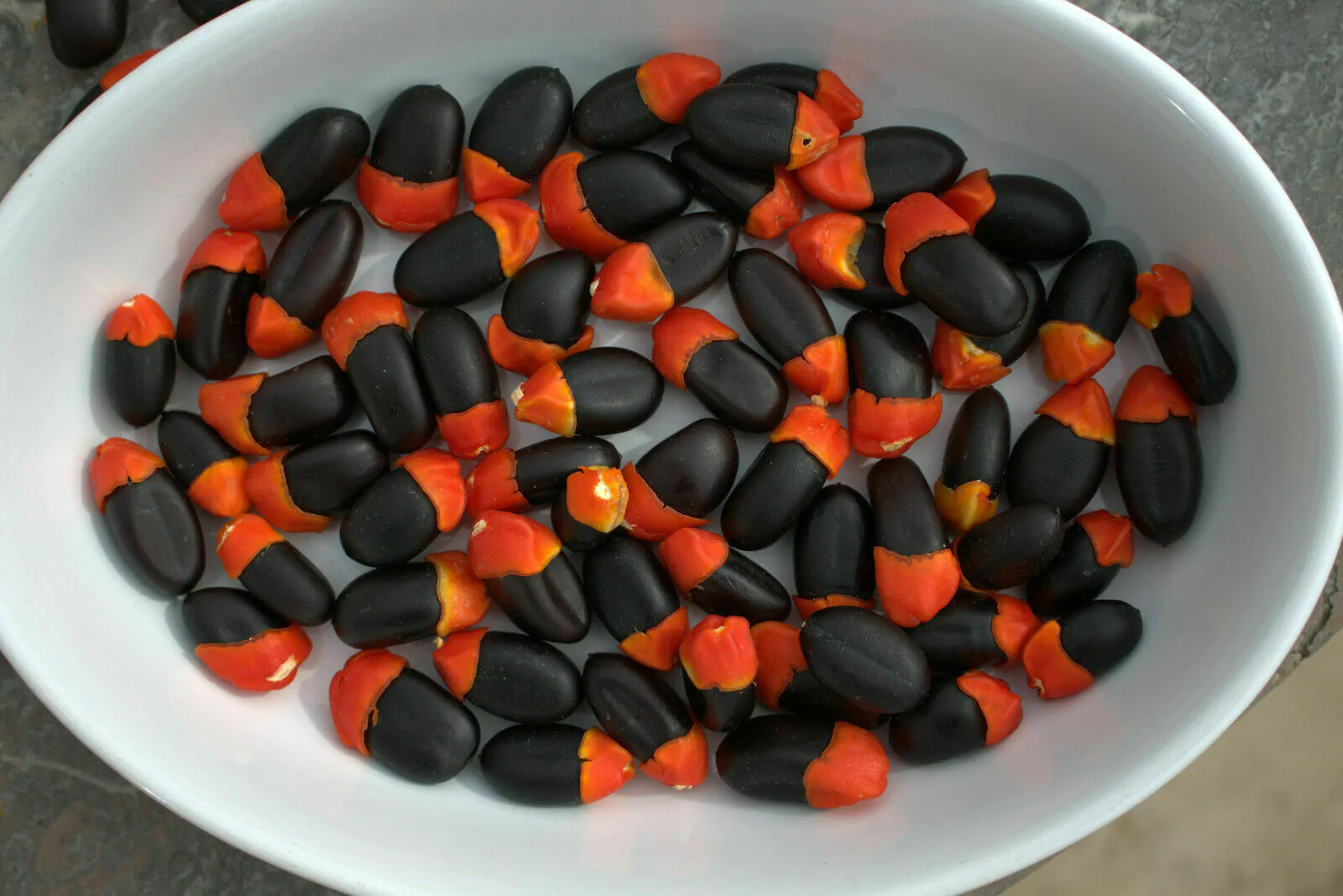 Afzelia quanzensis - Chanfuta, lone tree, lone mogno, hunting amulet - Image 3