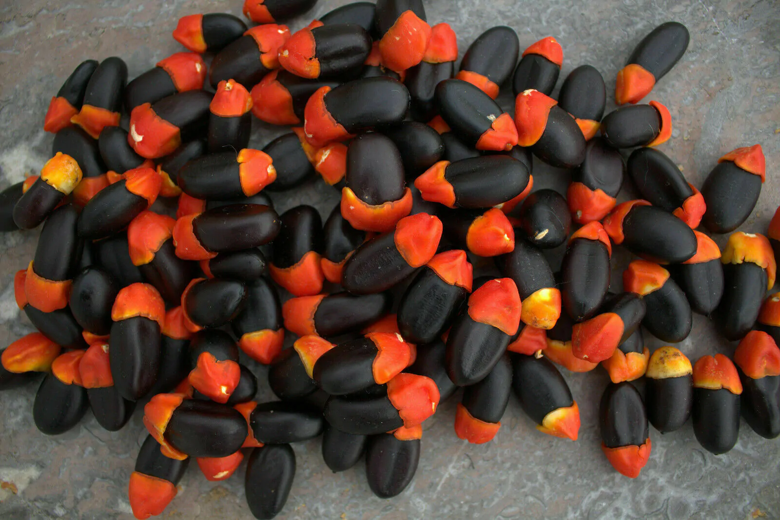 Afzelia quanzensis - Chanfuta, lone tree, lone mogno, hunting amulet - Image 4